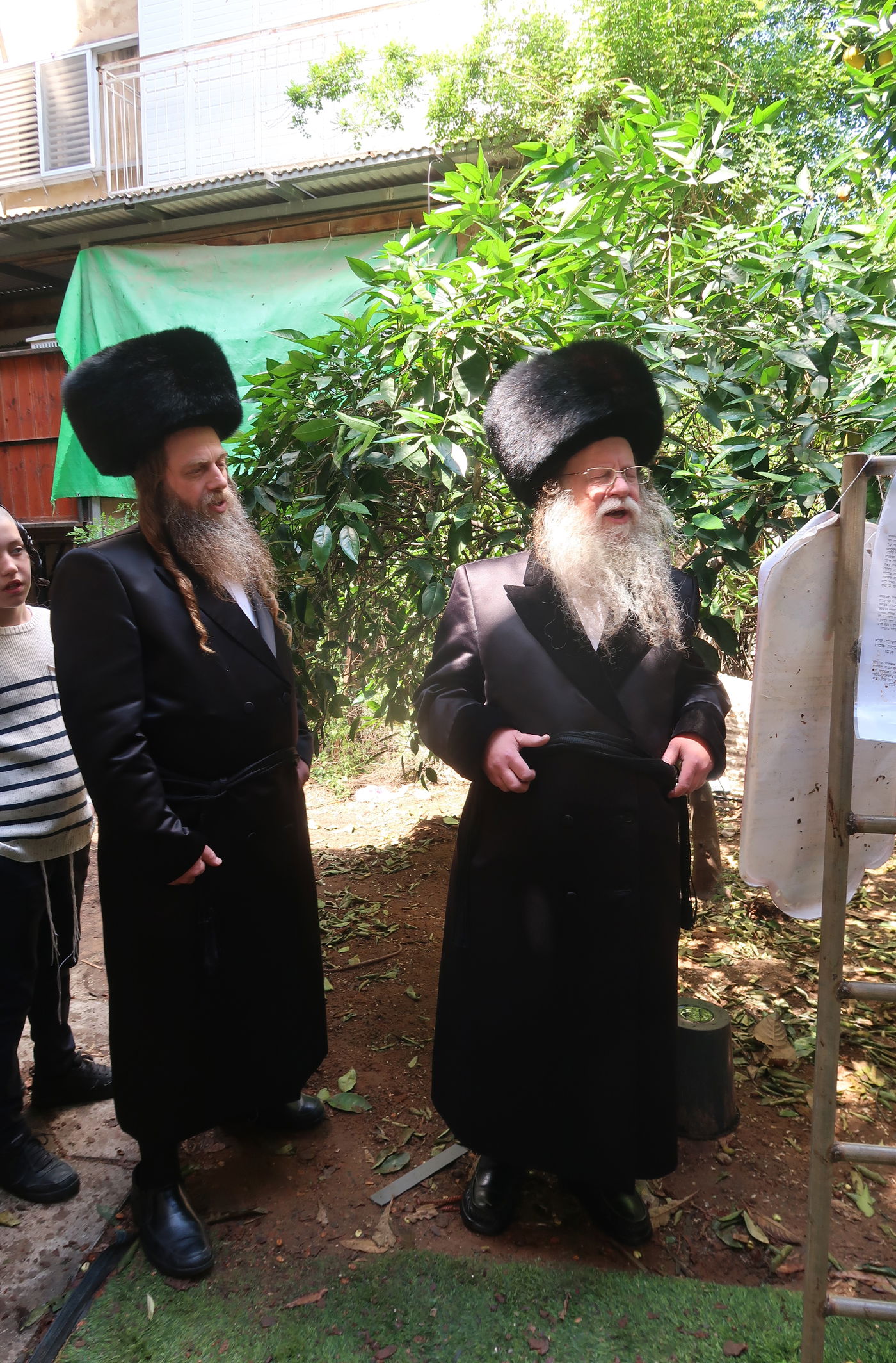 האדמו"ר מקוזמיר בברכת האילנות