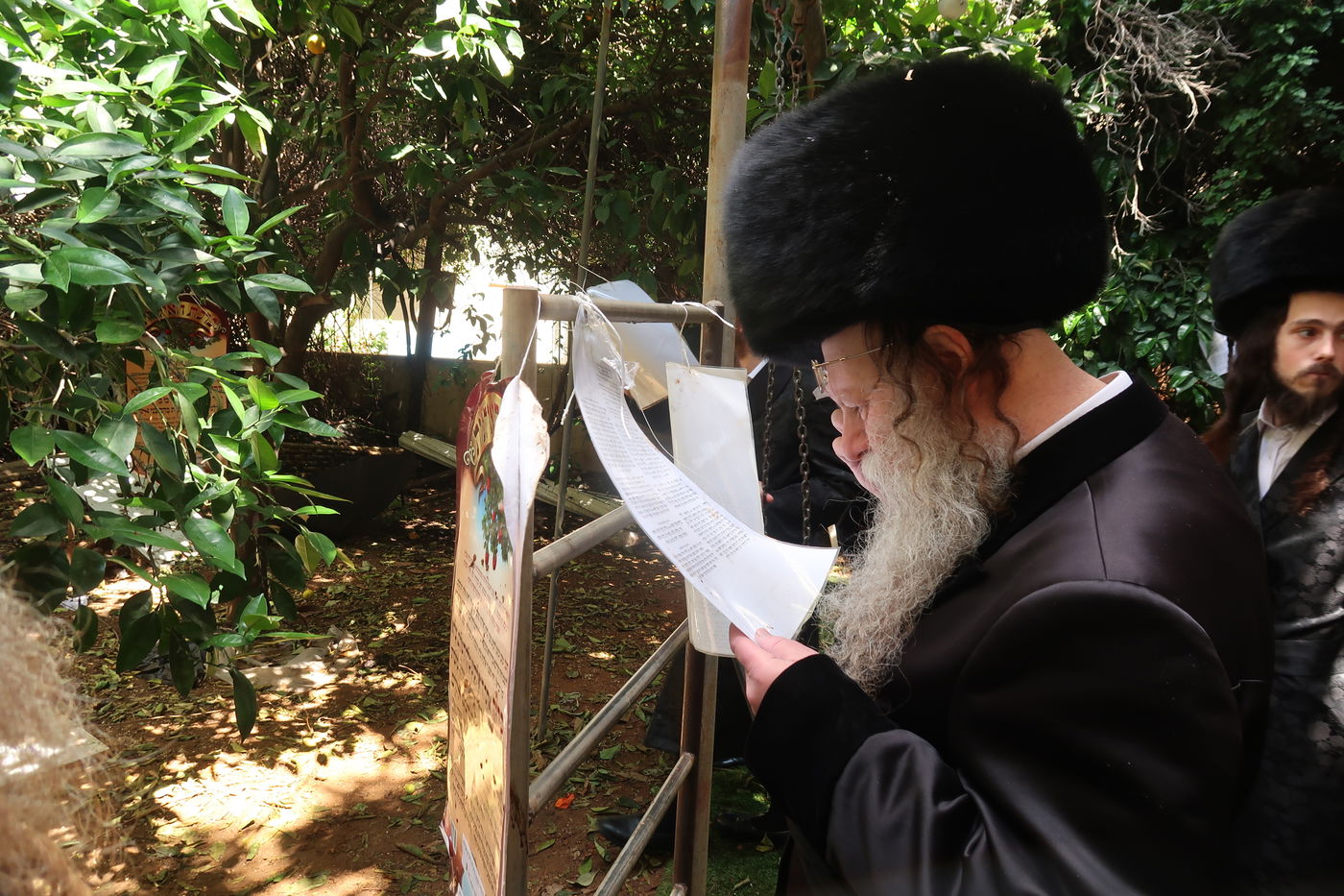 האדמו"ר מקוזמיר בברכת האילנות