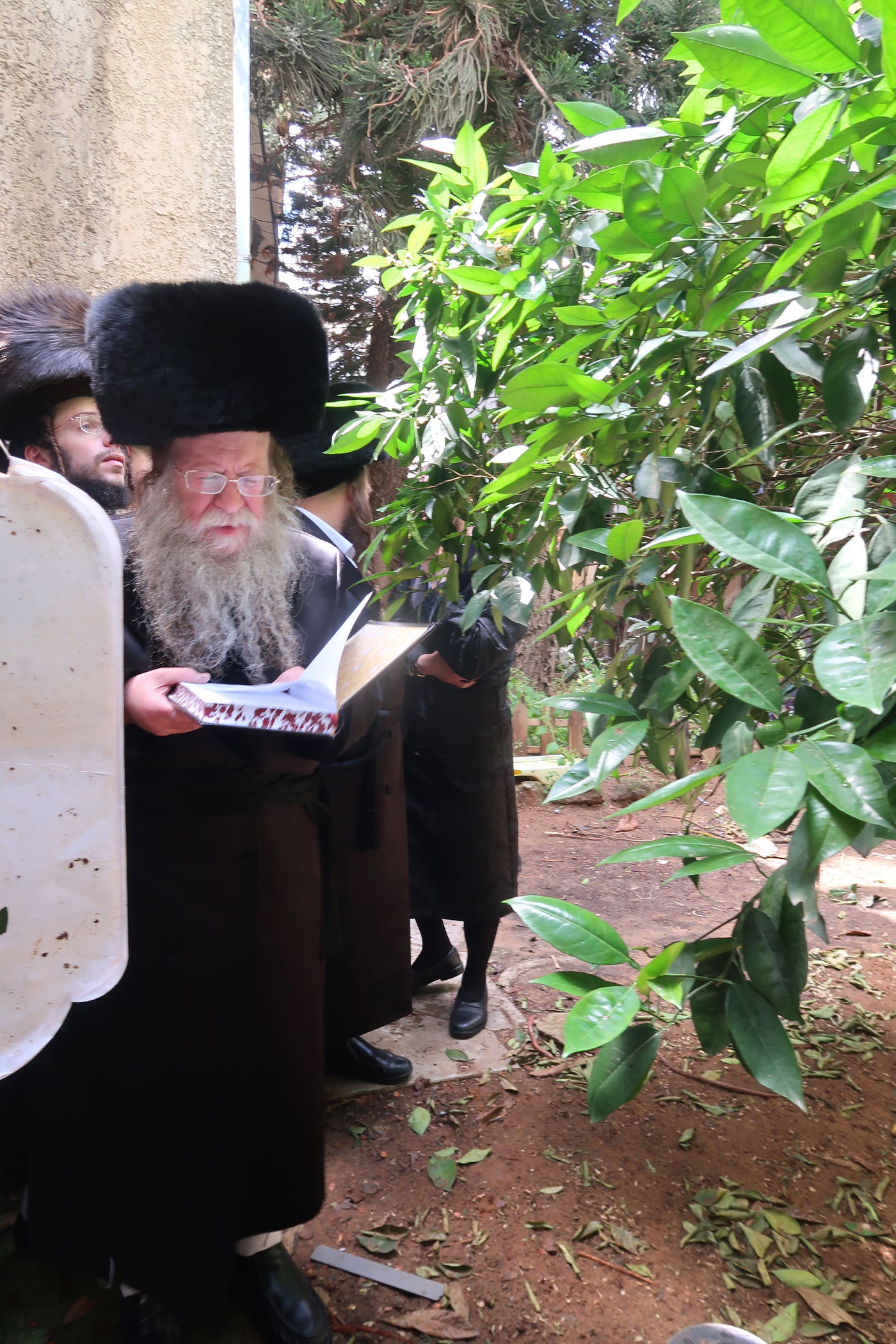 האדמו"ר מקוזמיר בברכת האילנות