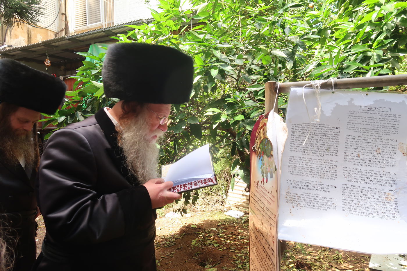 האדמו"ר מקוזמיר בברכת האילנות