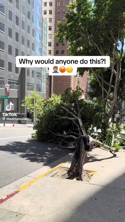 תעלומה בארה"ב: מי כרת עשרות עצים בלב לוס אנג'לס?