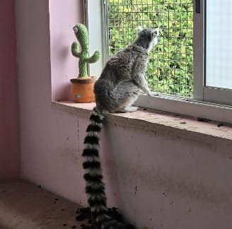 קוף מסוג למור קטה הנמצא בסכנת הכחדה הוחזק בבית פרטי