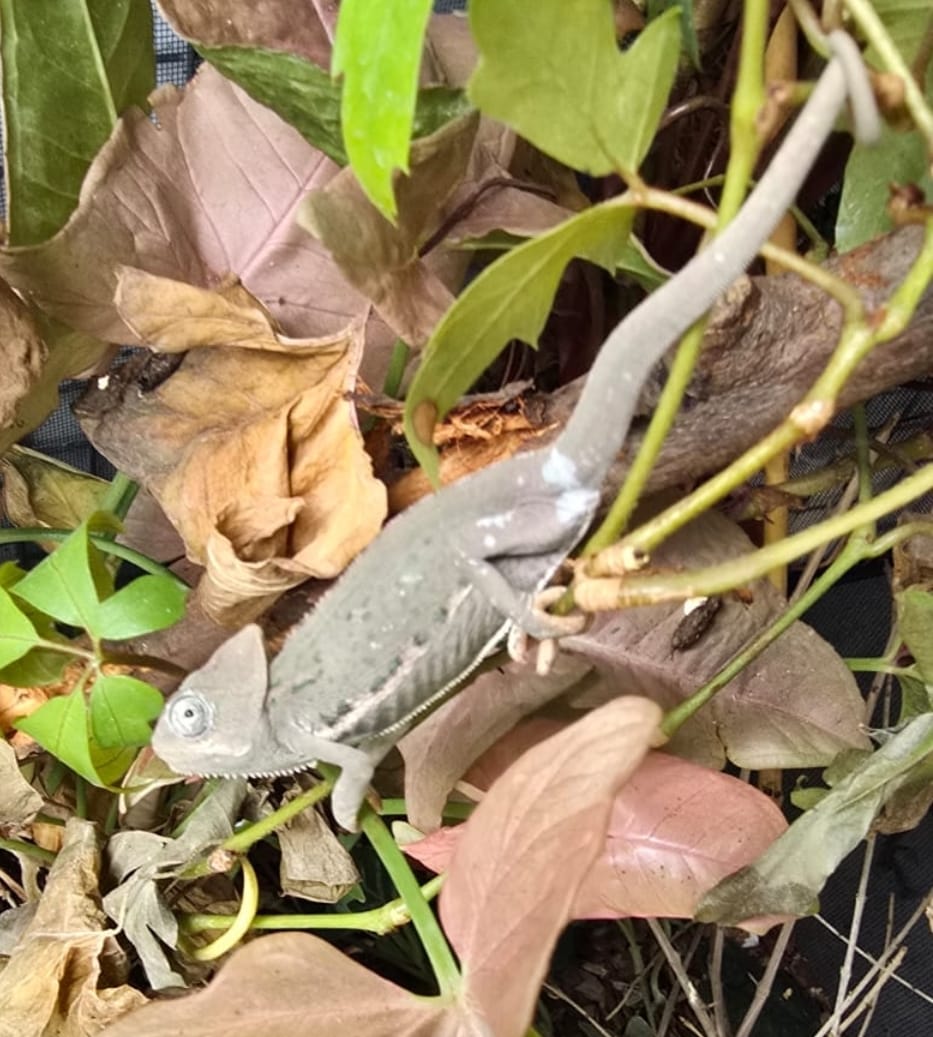 קוף מסוג למור קטה הנמצא בסכנת הכחדה הוחזק בבית פרטי