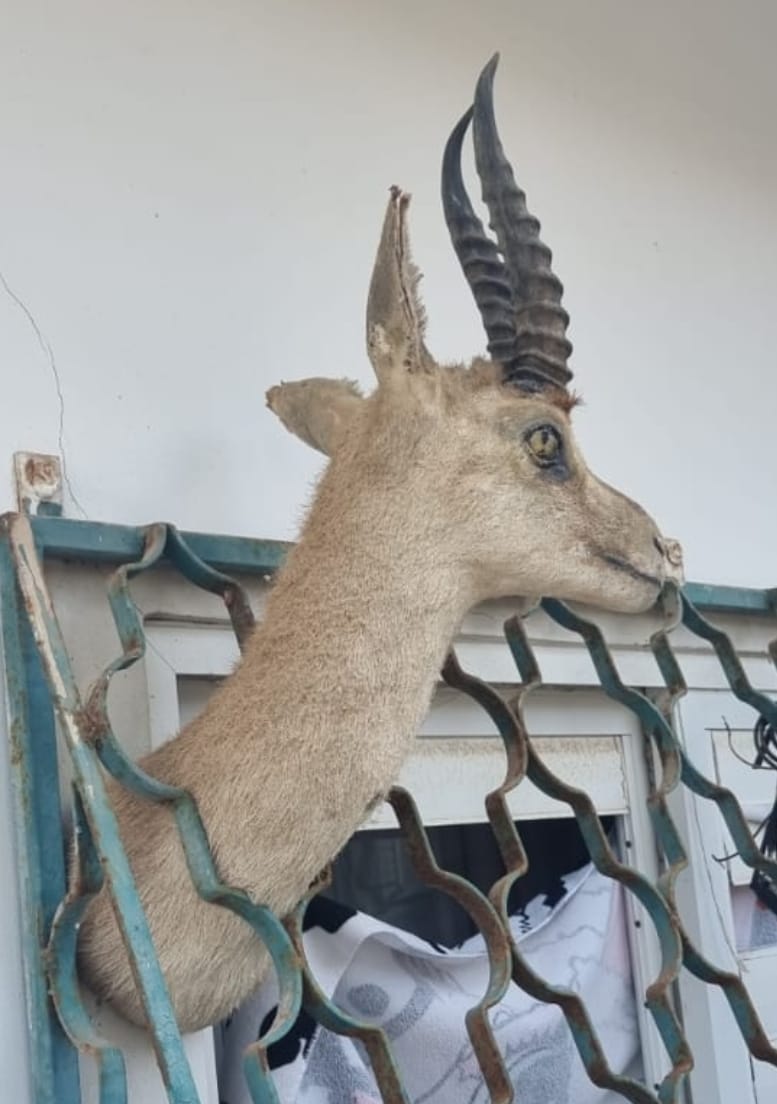 קוף מסוג למור קטה הנמצא בסכנת הכחדה הוחזק בבית פרטי