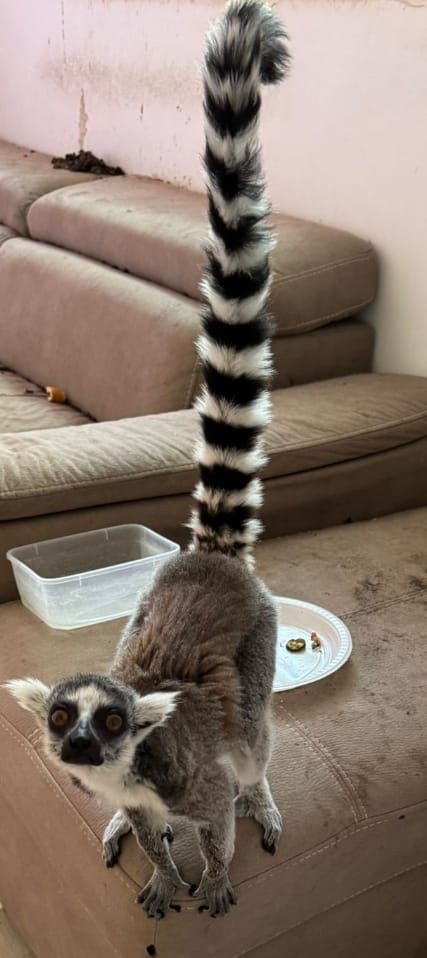 קוף מסוג למור קטה הנמצא בסכנת הכחדה הוחזק בבית פרטי