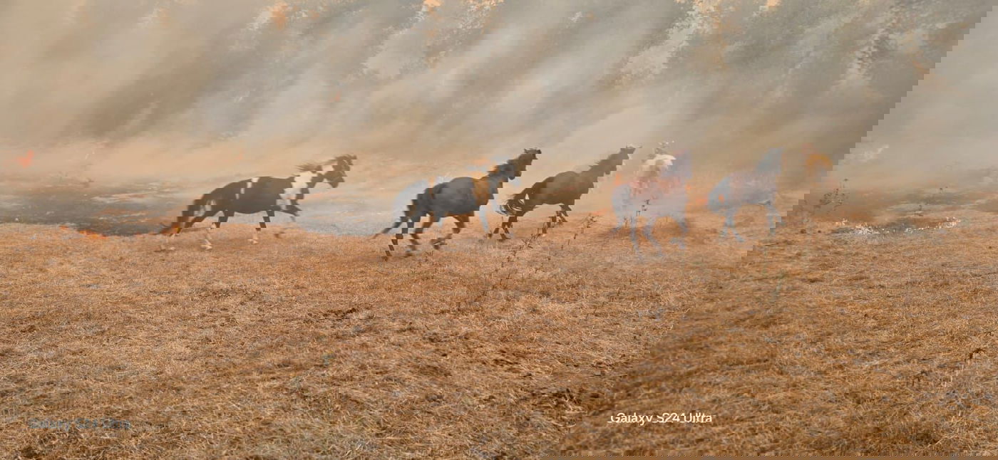 השריפה הקשה