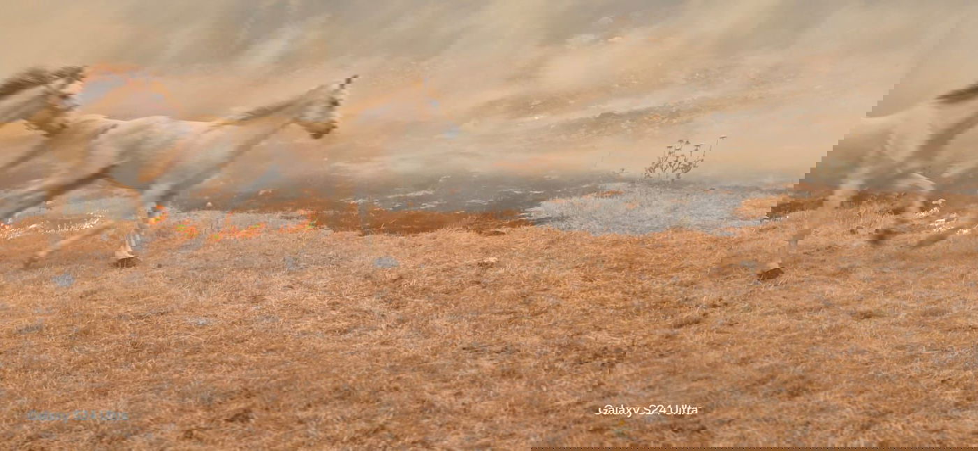 השריפה הקשה