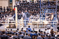 מעמד מתנת כהונה בבאבוב