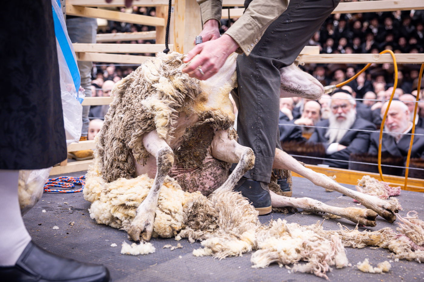 מעמד מתנת כהונה בבאבוב