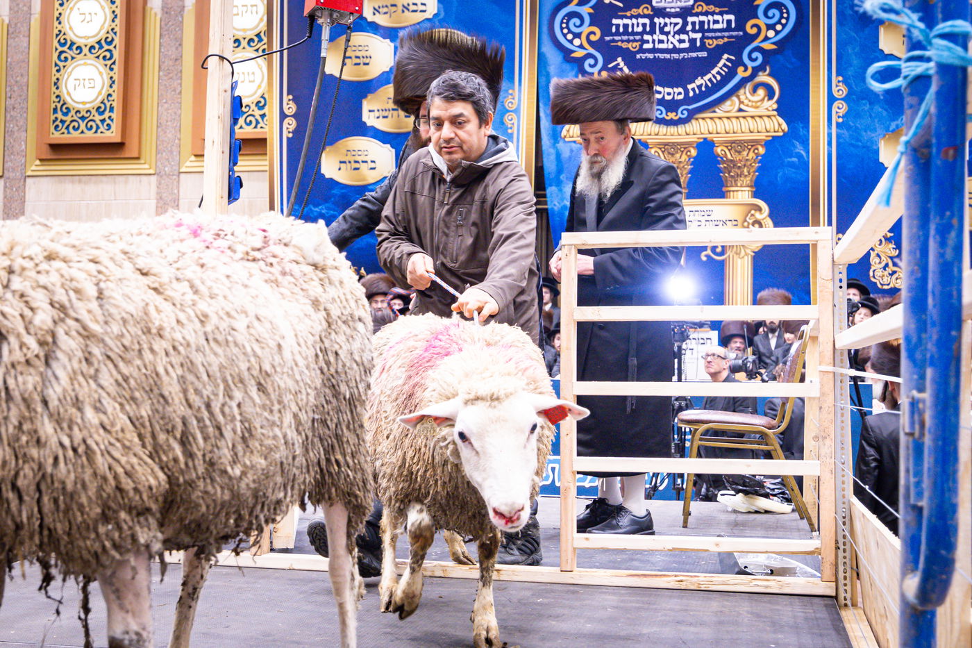 מעמד מתנת כהונה בבאבוב