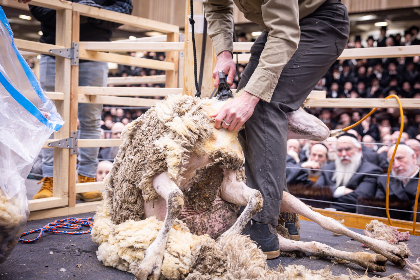 מעמד מתנת כהונה בבאבוב