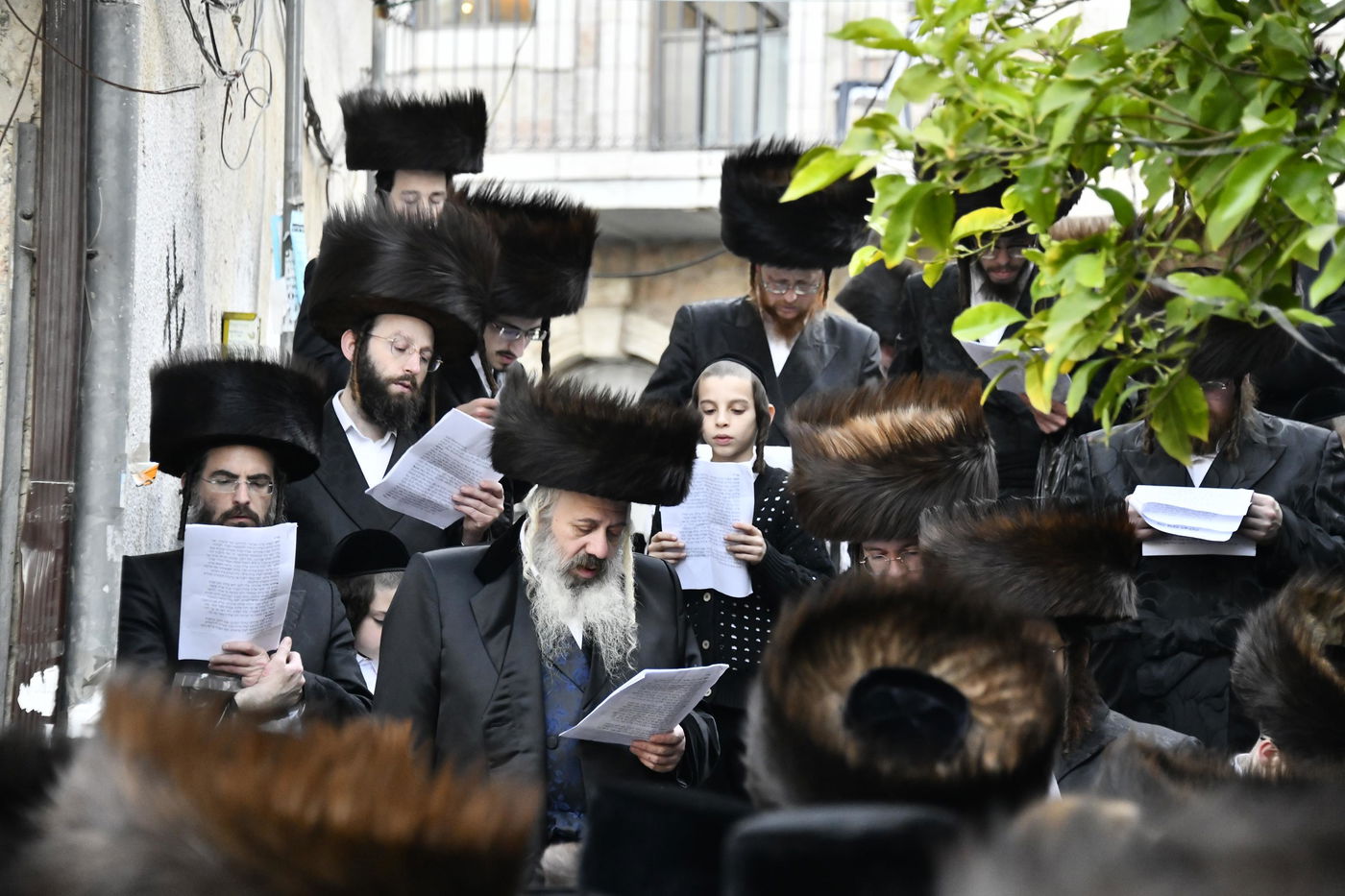 האדמו"ר מקרעטשניף י-ם בברכת האילנות