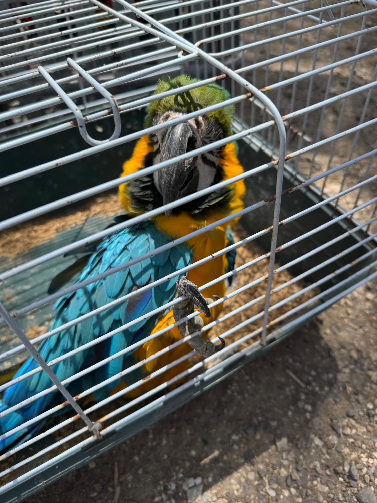 התוכים שנגנבו