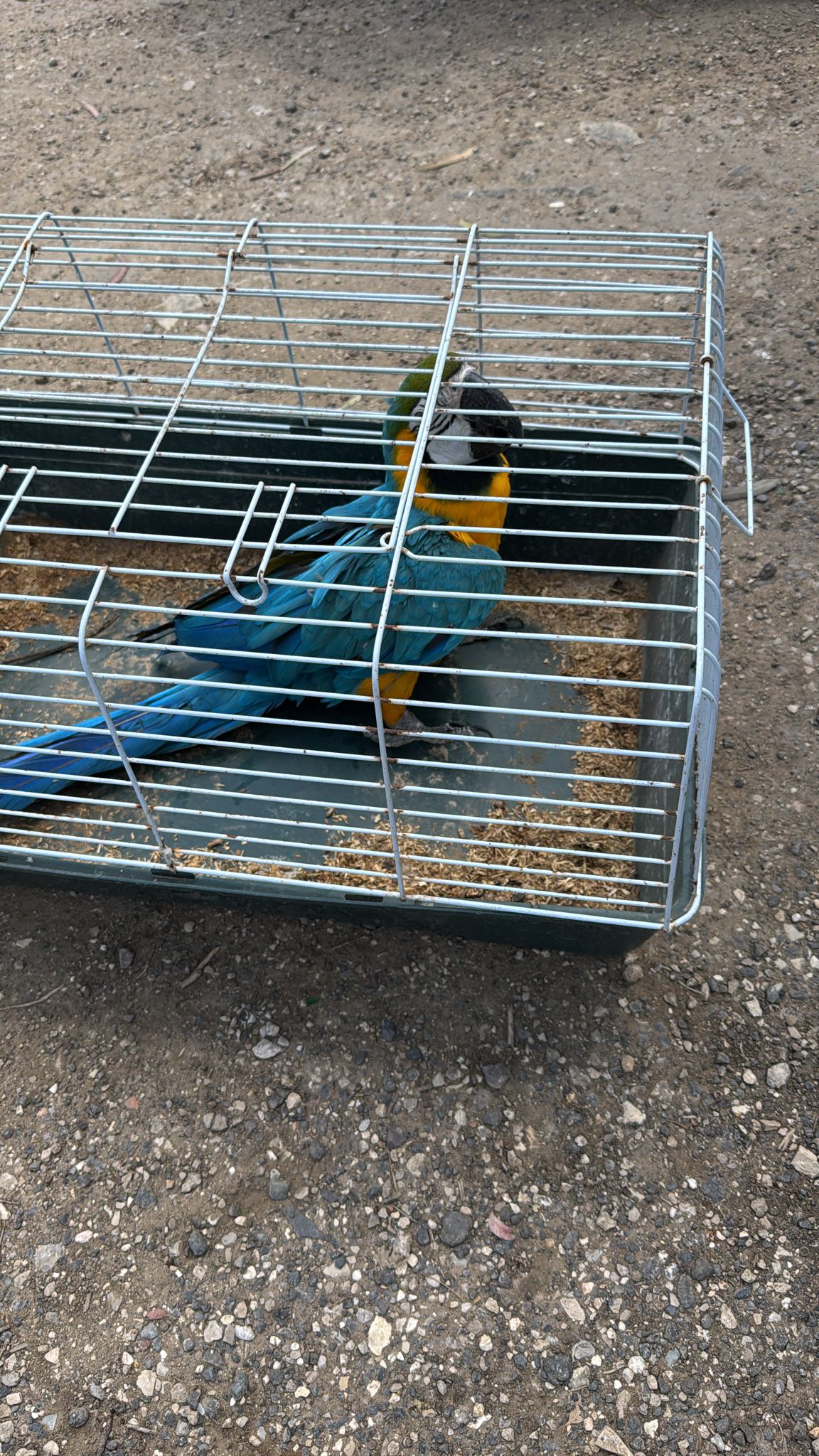 התוכים שנגנבו