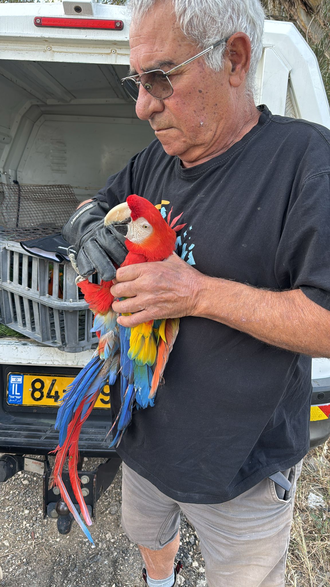התוכים שנגנבו