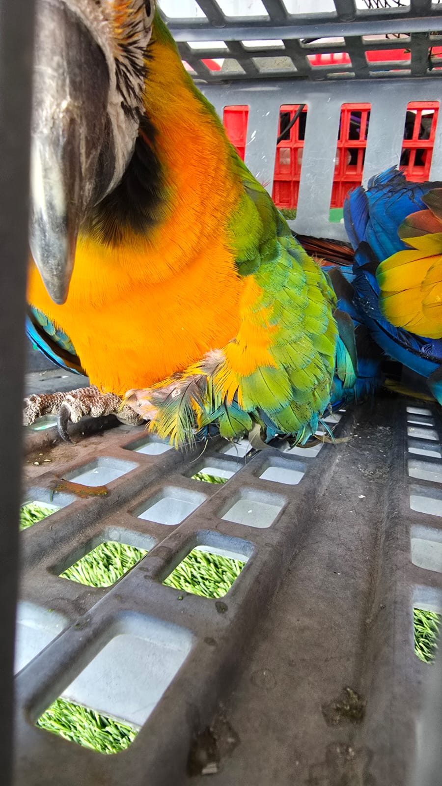 התוכים שנגנבו