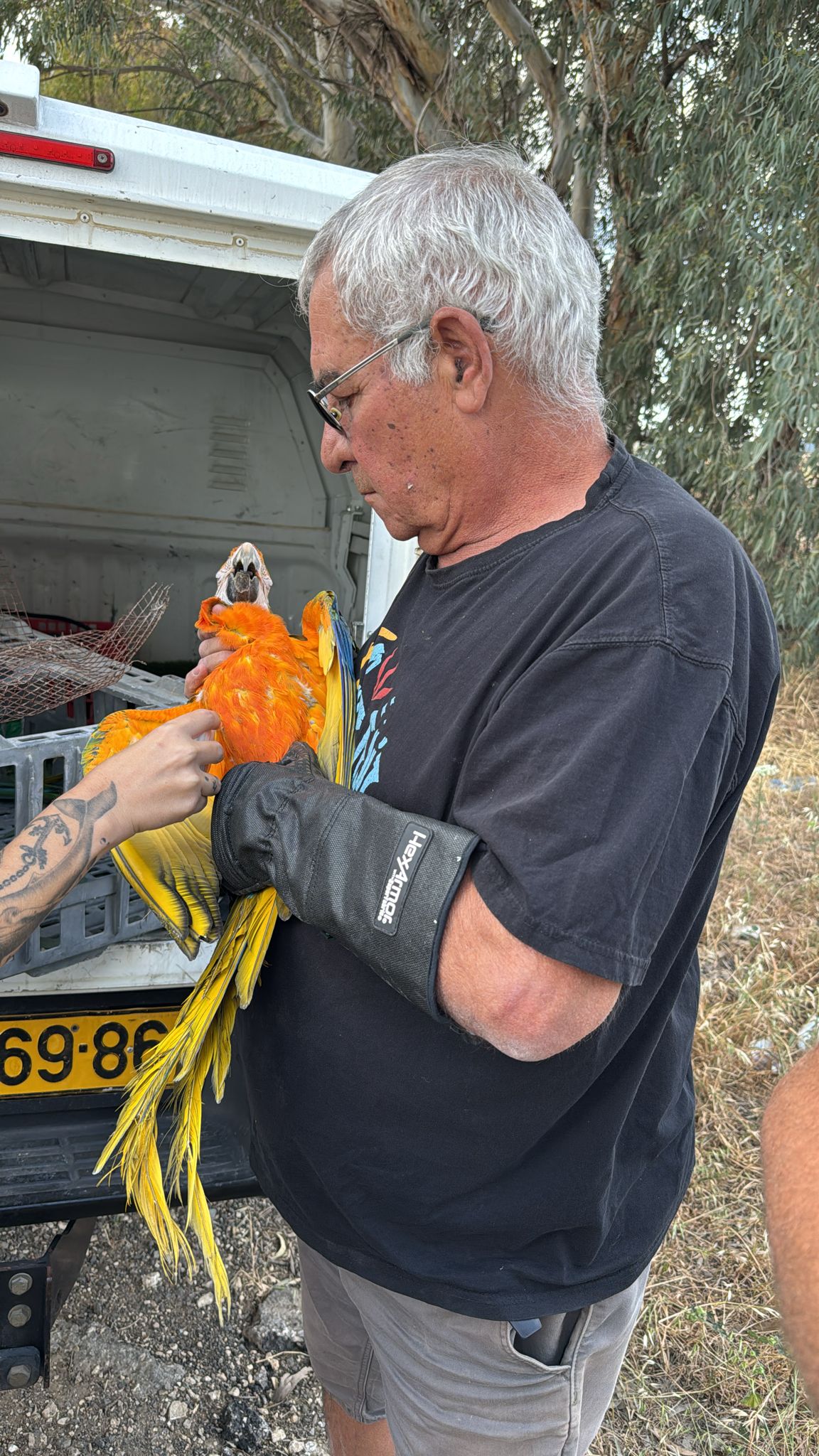התוכים שנגנבו