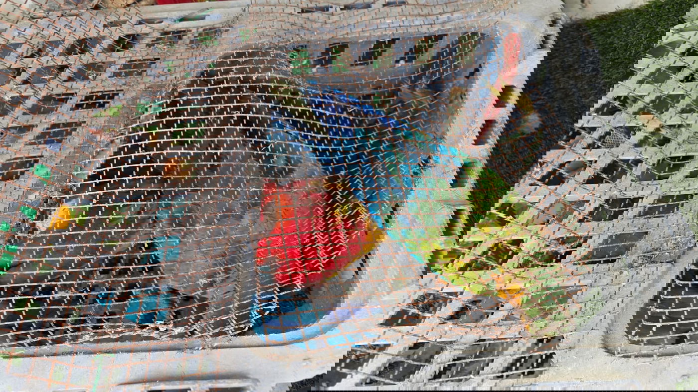 התוכים שנגנבו