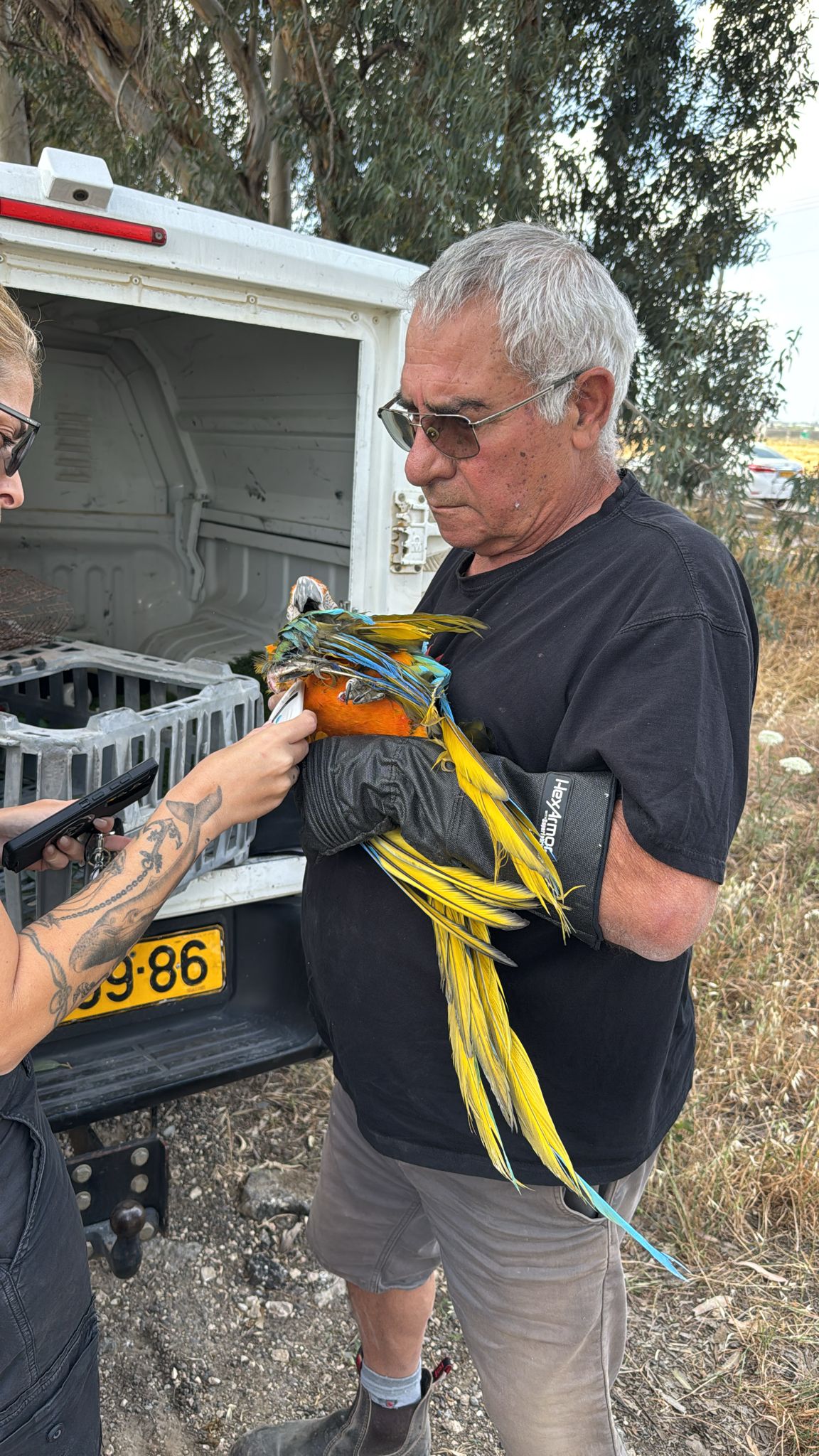 התוכים שנגנבו
