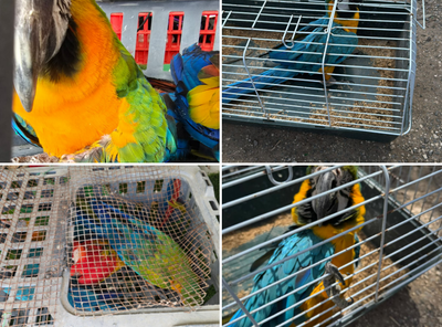 התוכים שנגנבו והוחזרו