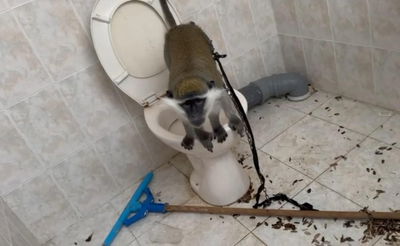 במצב ירוד ובתנאים קשים: אותר קוף שהוחזק בתא שירותים | צפו בתיעוד 