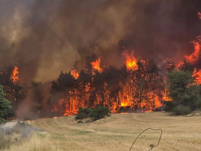 השריפה הקשה בהרי ירושלים