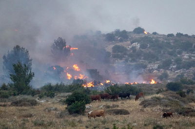 מאמצים לכיבוי השריפות
