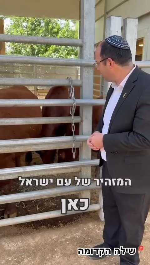 עם הפרות האדומות