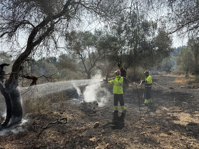 צוותים פועלים