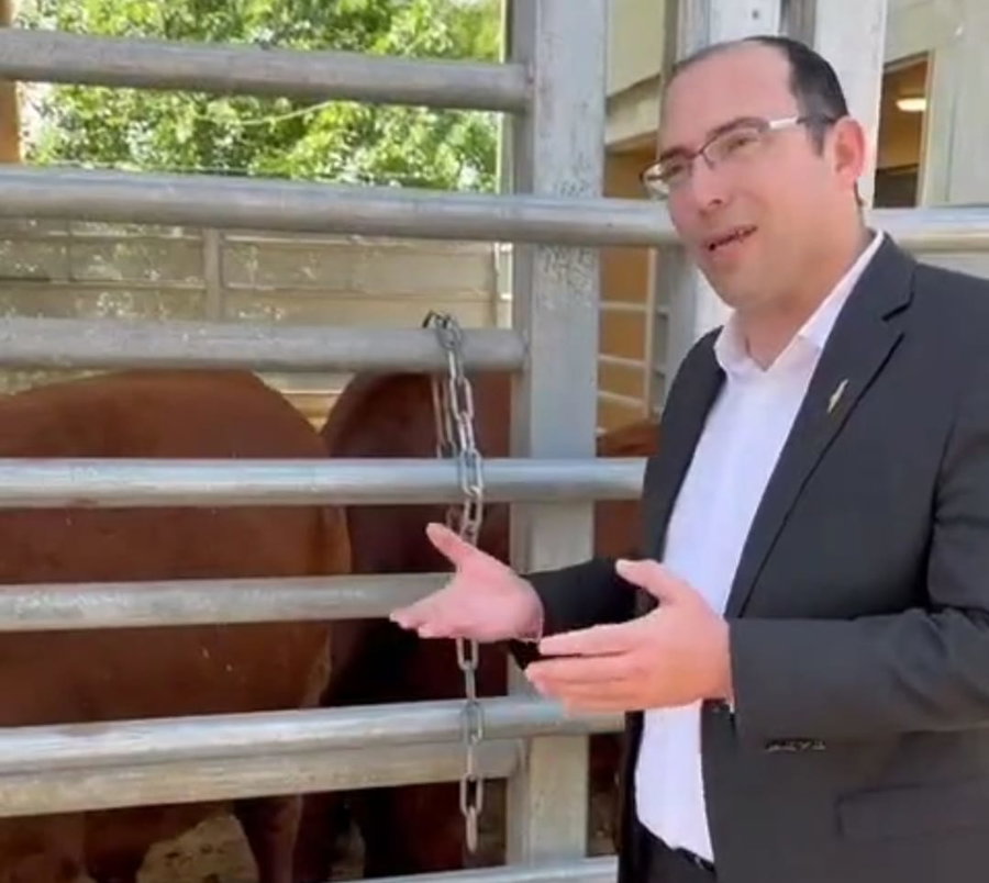 צפו: ח"כ רוטמן מבקר את הפרות האדומות בשילה הקדומה