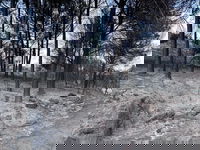 הרי ירושלים: תמונות וסרטונים קשים ביום שאחרי השריפה