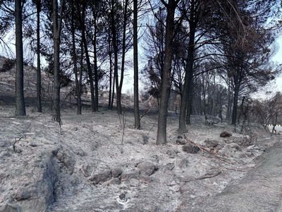 הרי ירושלים: תמונות וסרטונים קשים ביום שאחרי השריפה