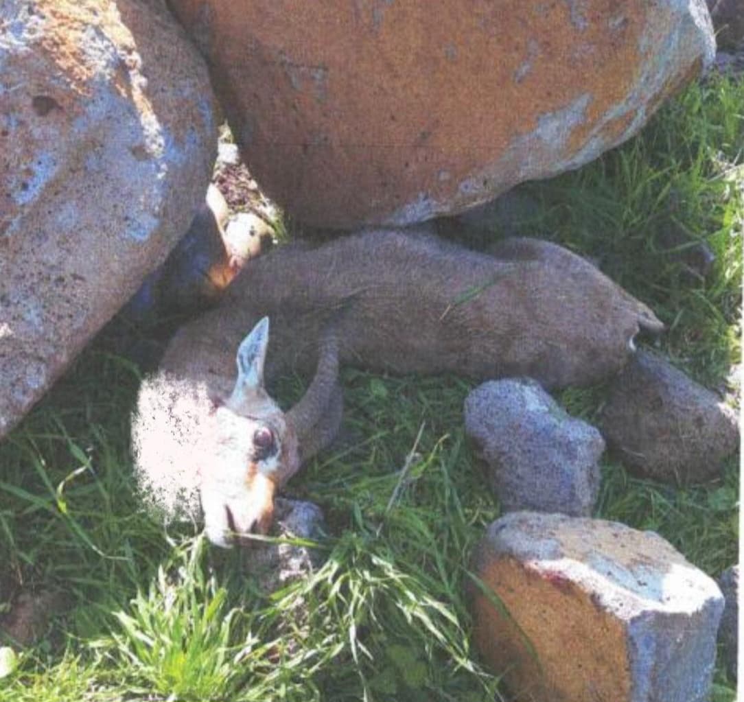 הצבי שנלכד ונהרג