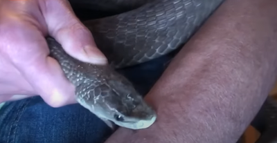 טים פרידה מכיש את עצמו בכדי להתחסן נגד הארס