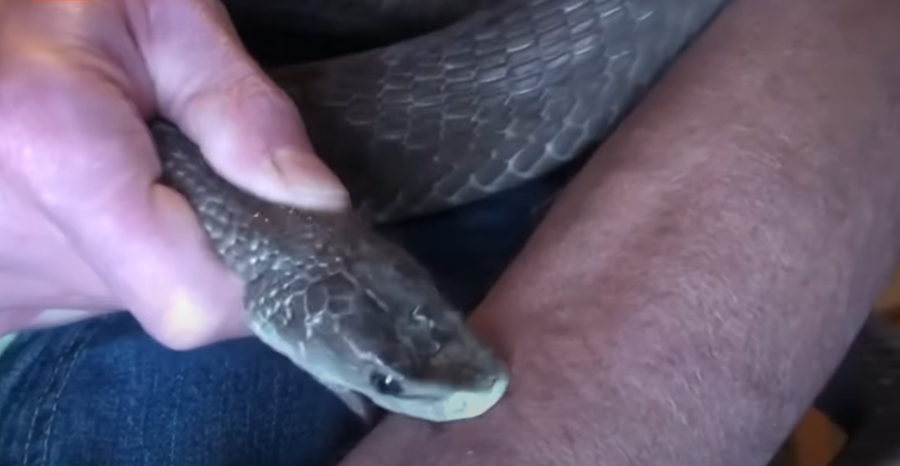 טים פרידה מכיש את עצמו בכדי להתחסן נגד הארס