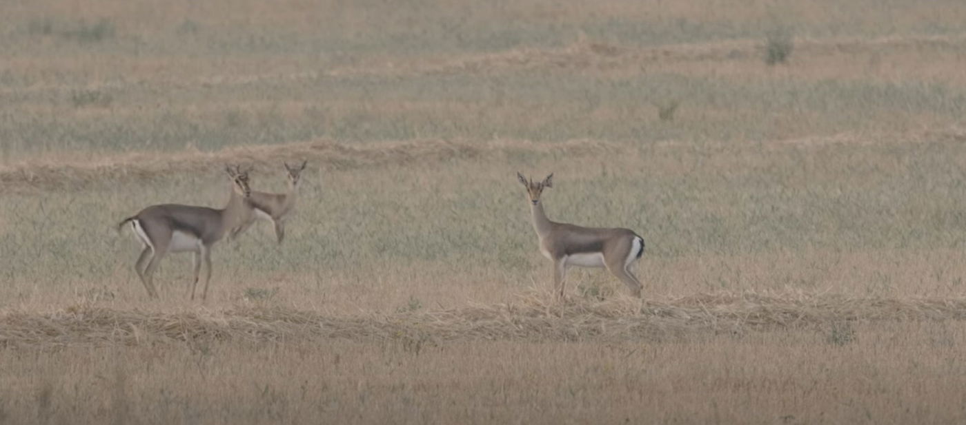 העופר החדש של ששת והנקבות בנחלה
