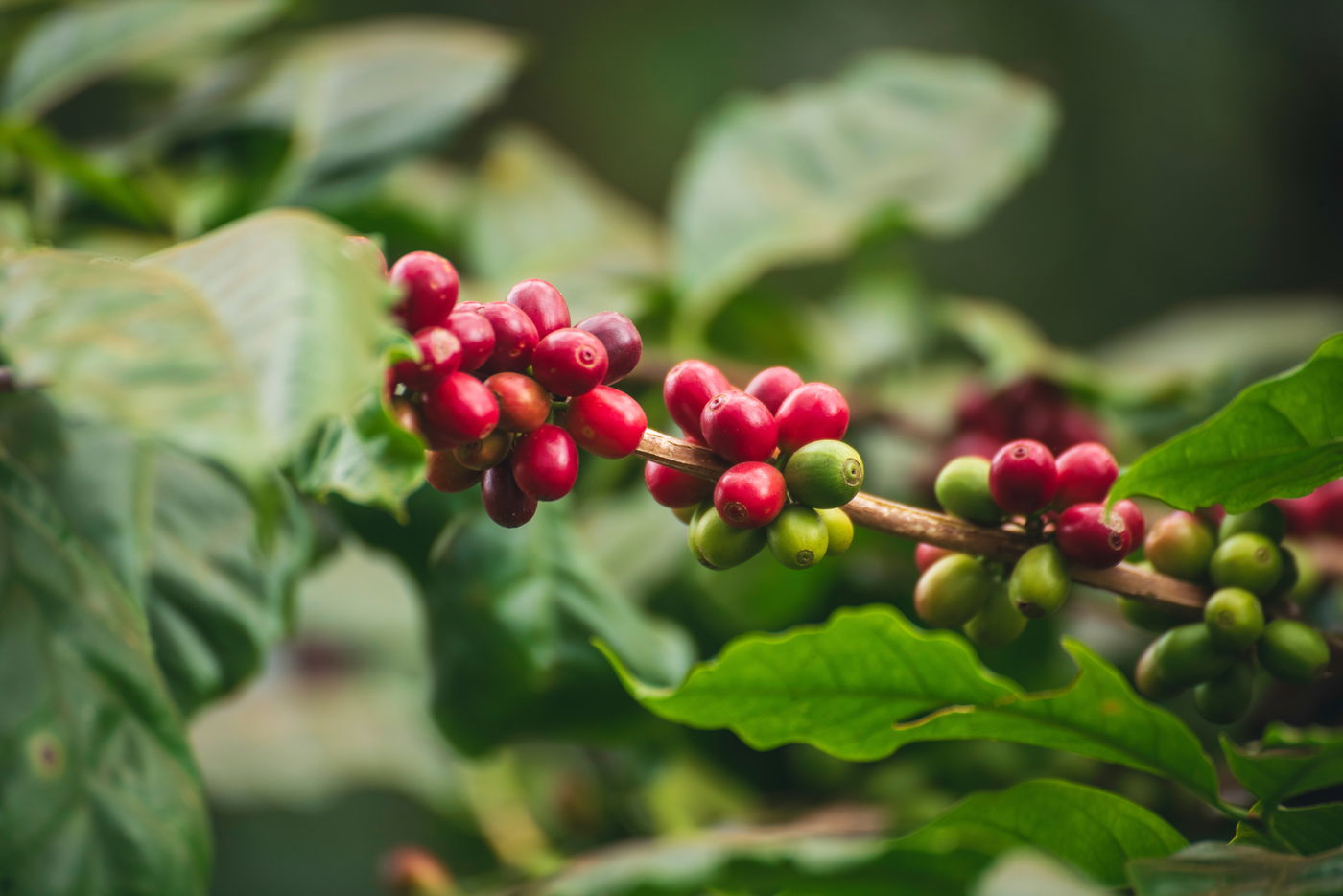 פולי הקפה על הצמח