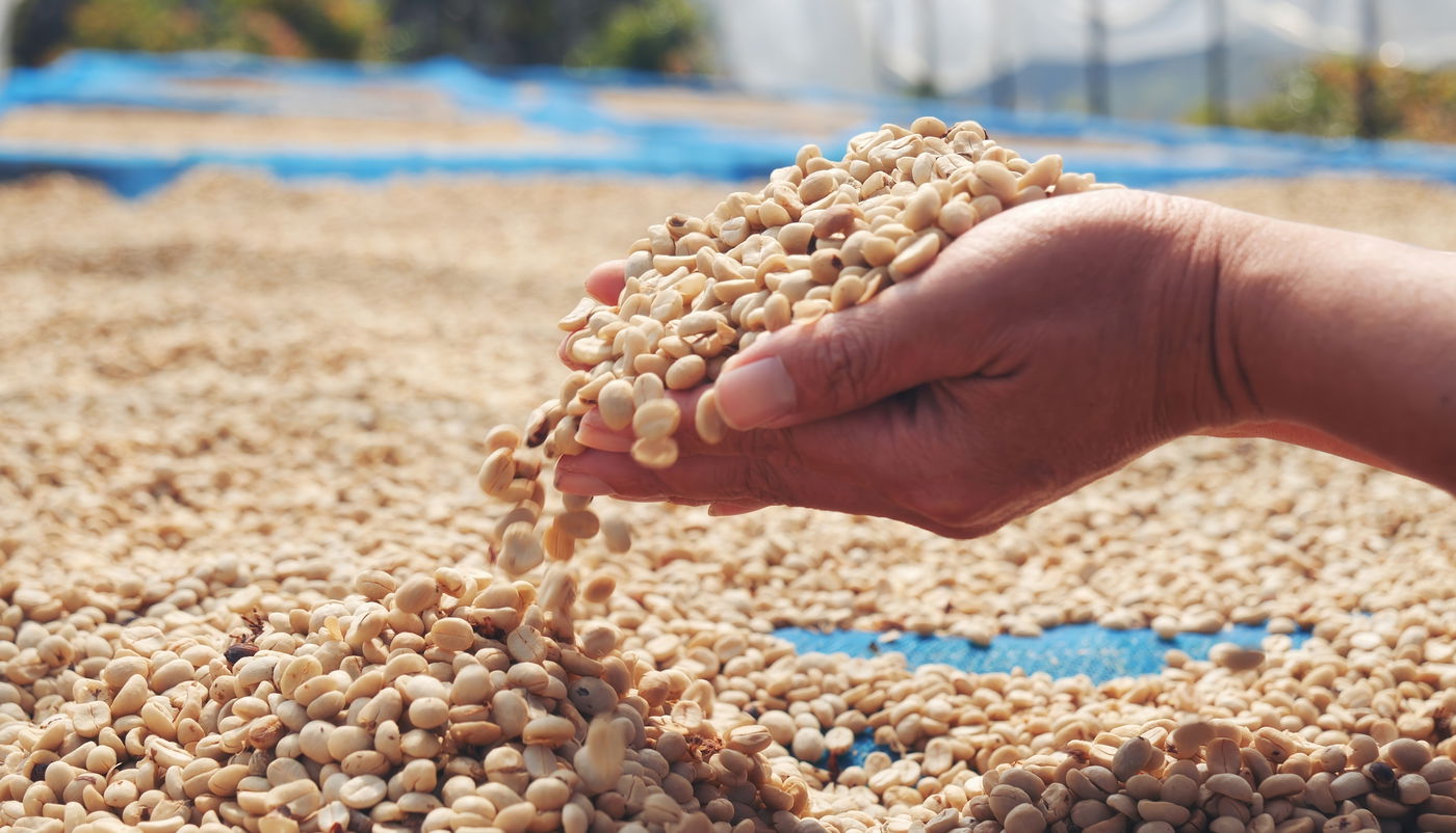 הפולים קודם לקלייה