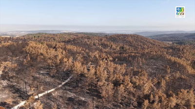 השריפה בהרי ירושלים