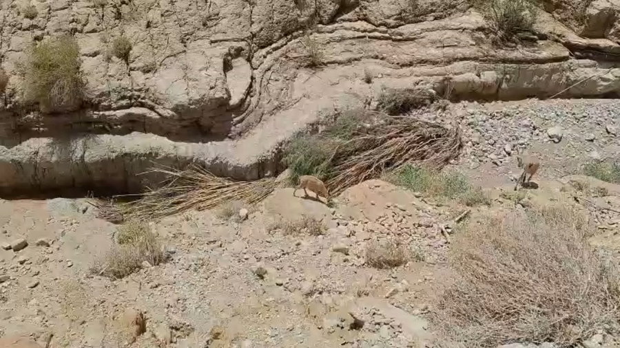 יעלים ושבילים שנהרסו מהסחף בנחל ערוגות