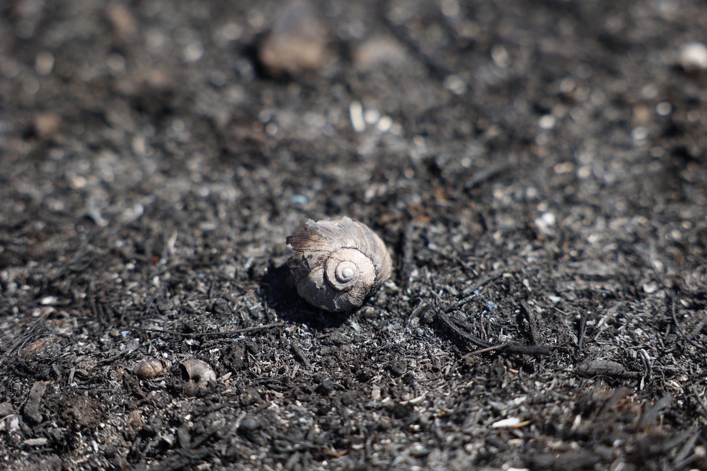 מראות ההרס מהשריפה באיזור ירושלים