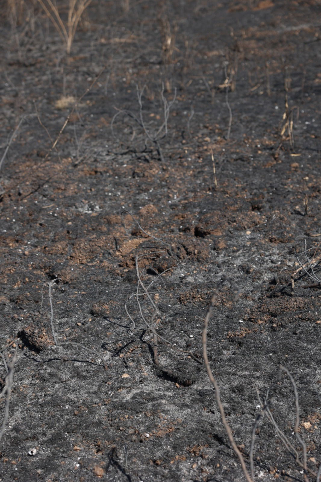 מראות ההרס מהשריפה באיזור ירושלים
