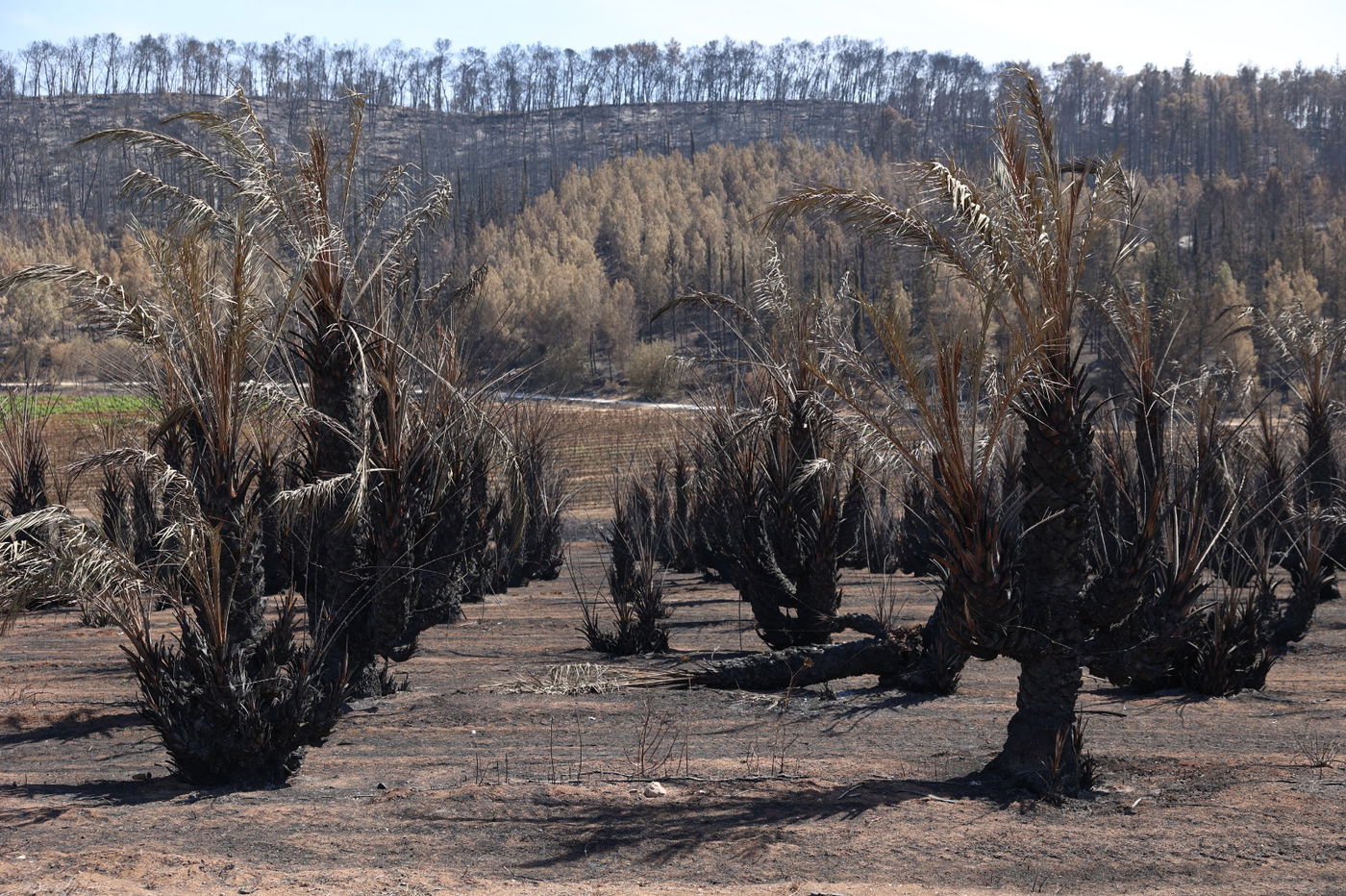מראות ההרס מהשריפה באיזור ירושלים