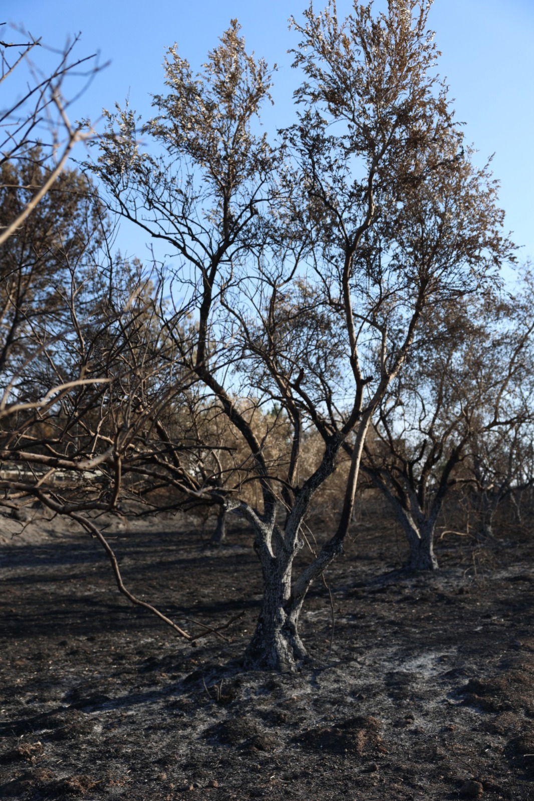 מראות ההרס מהשריפה באיזור ירושלים
