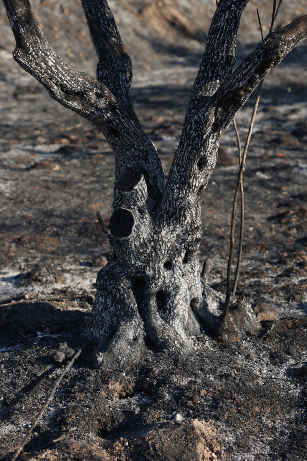 מראות ההרס מהשריפה באיזור ירושלים
