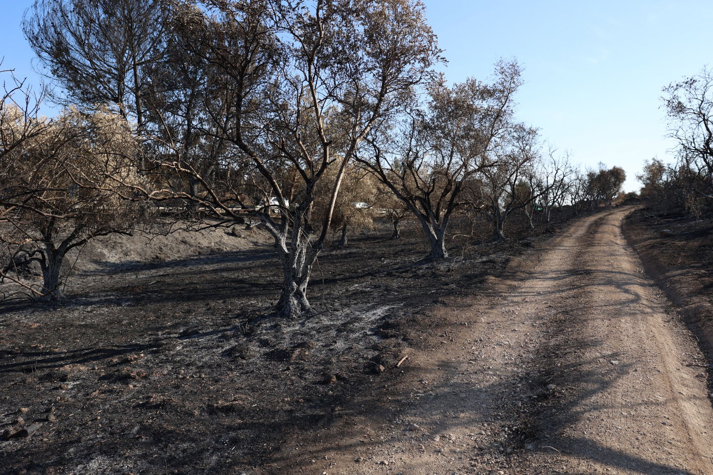 מראות ההרס מהשריפה באיזור ירושלים