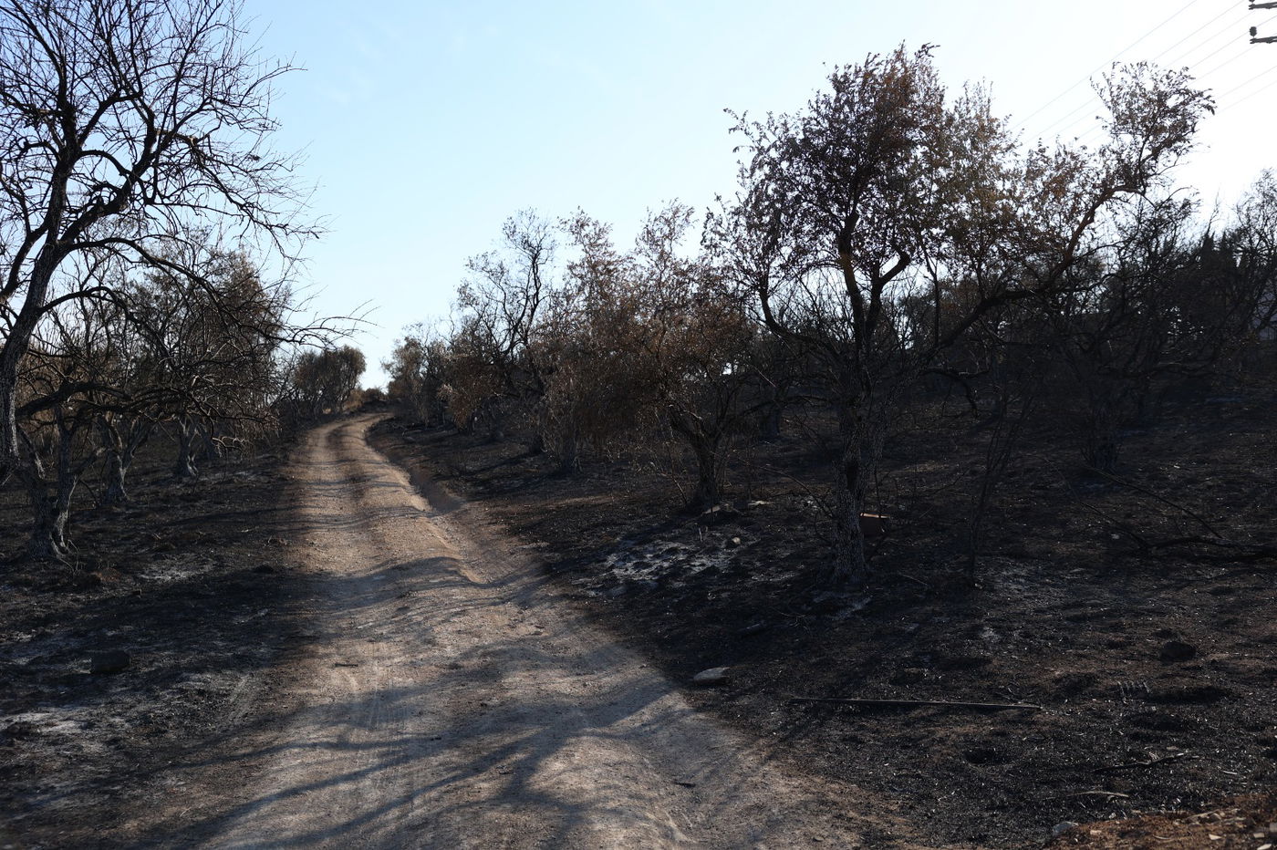 מראות ההרס מהשריפה באיזור ירושלים