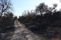 מראות ההרס מהשריפה באיזור ירושלים