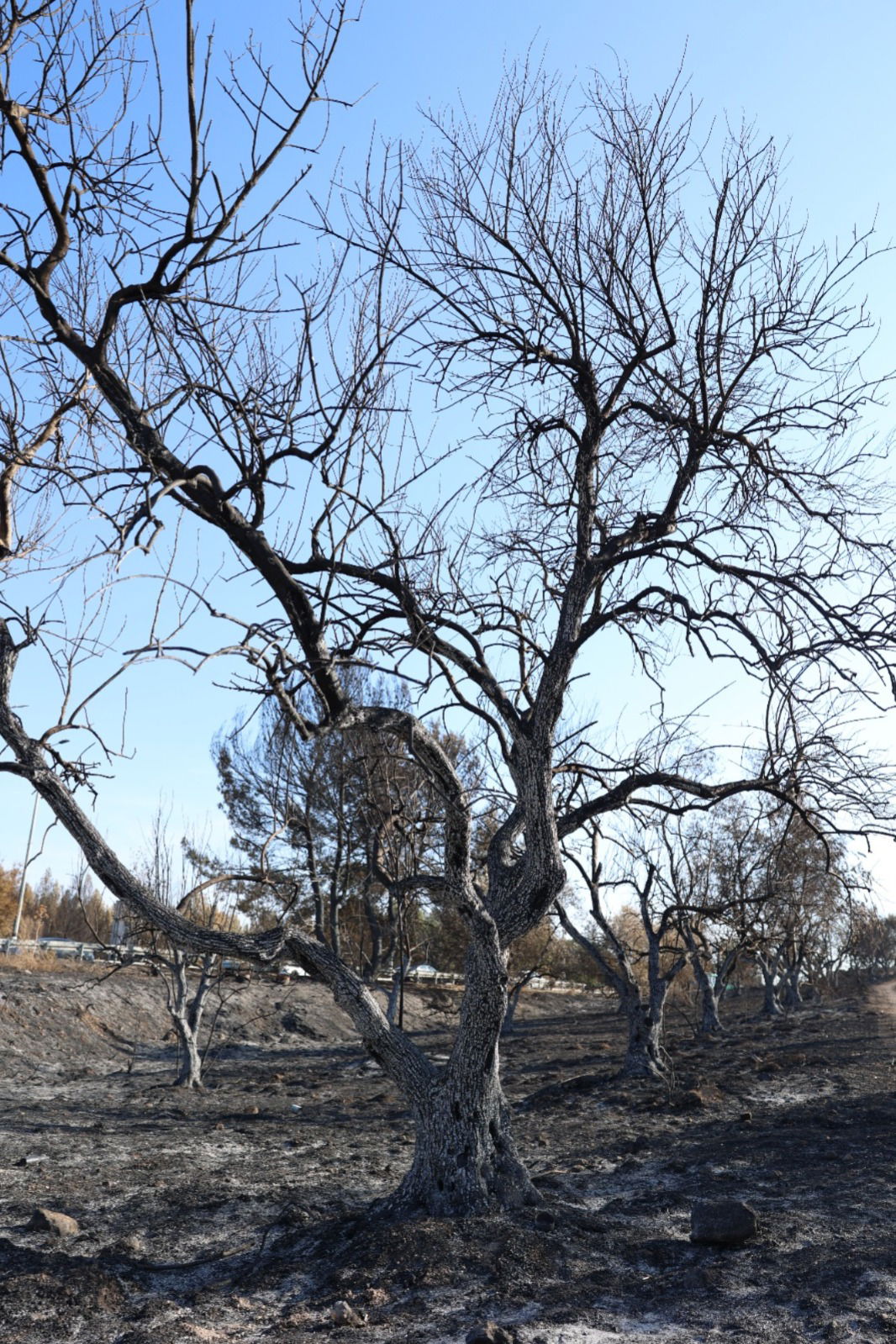 מראות ההרס מהשריפה באיזור ירושלים