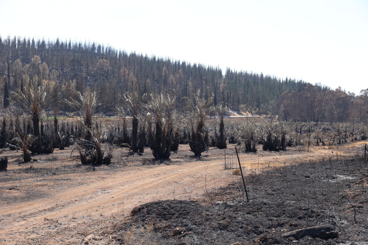 מראות ההרס מהשריפה באיזור ירושלים